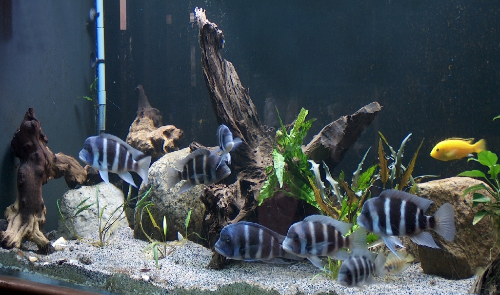 goldfish plant care. Basic Aquarium Plant Care