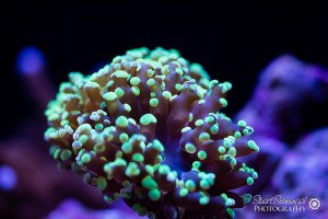 Corals-3