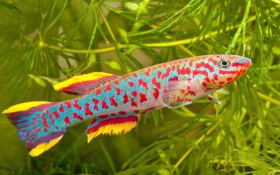 KILLIFISH IN THE PLANTED TANK