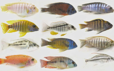 Part 1: Haplochromine Cichlids – Part 2: A Breeders Fishroom