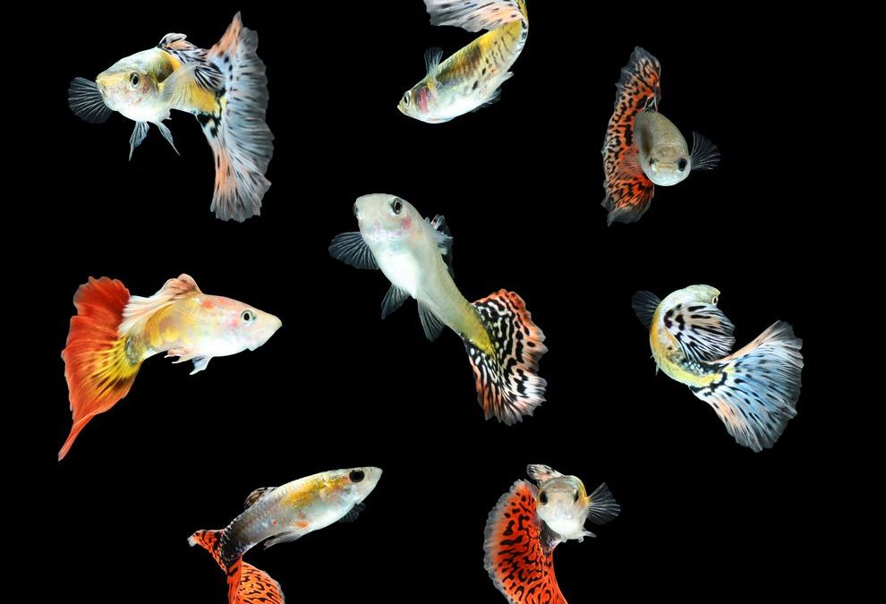 group of assorted guppies swimming against a black background