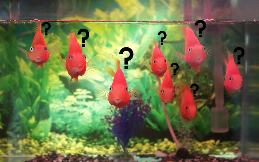 Goldfish with question marks over their heads