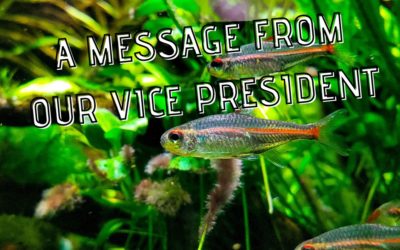 A Message from our Vice President