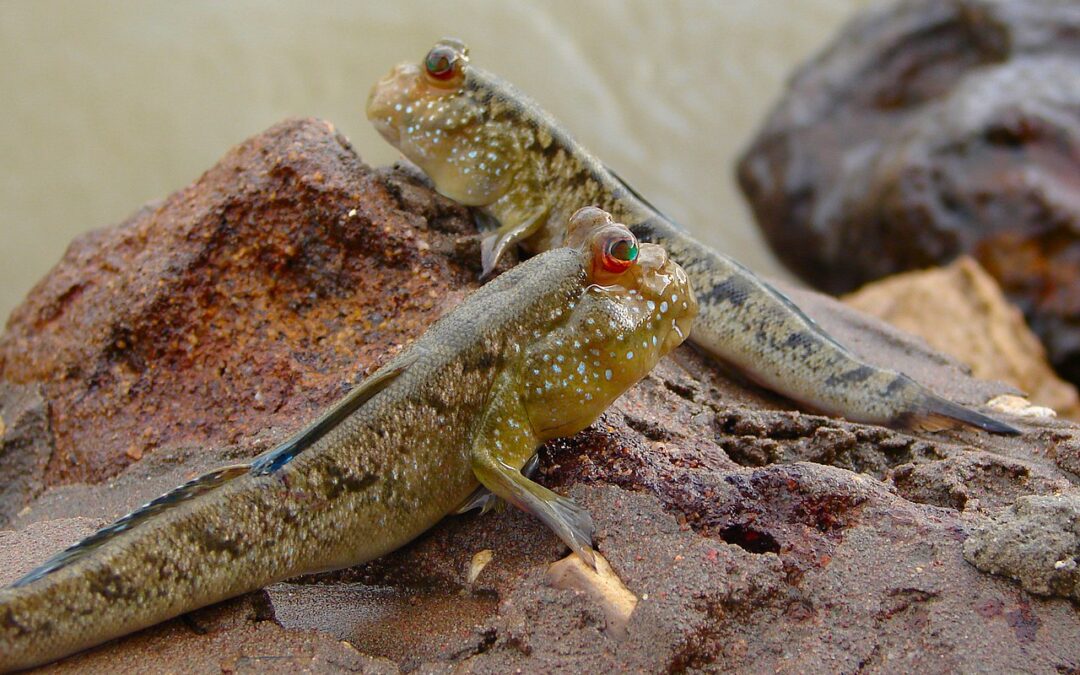 Gambian Mudskippers