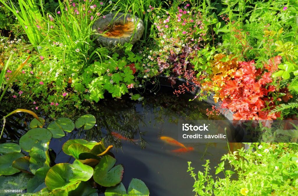 Small Pond with Koi