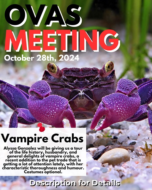 Vampire Crab Poster